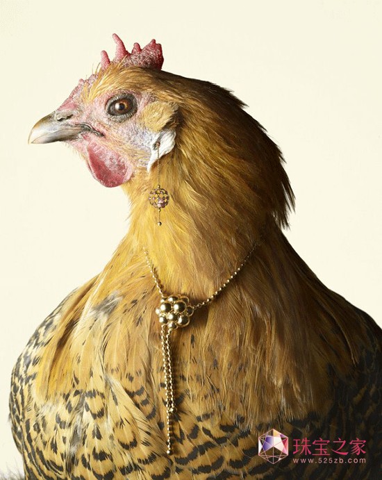Peter Lippmann:羽毛上的珠寶奢華大片