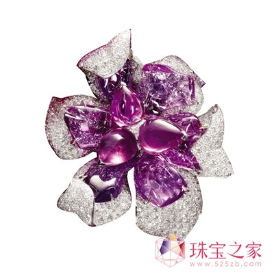 Ƞ˹ADONIS ROSEָ