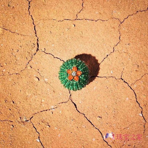 ؁Cactus de Cartier ϵʢľ`