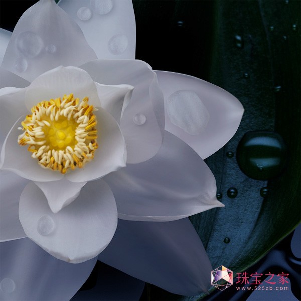 Ƞ˹ƳȫEnchanted Lotus 有